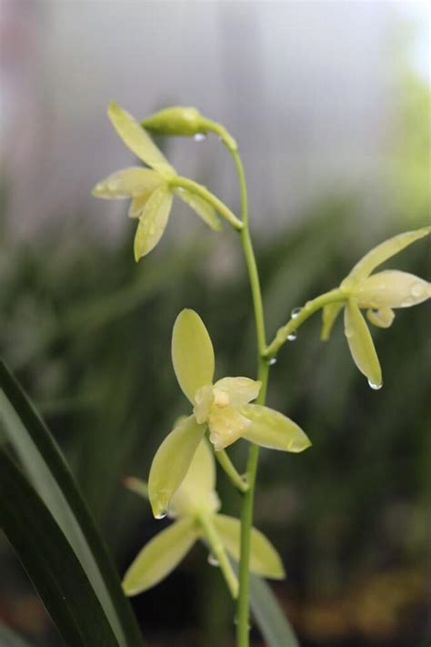 種植蘭花材料|蘭花怎麼種才漂亮？專業蘭花栽培指南全公開！ 